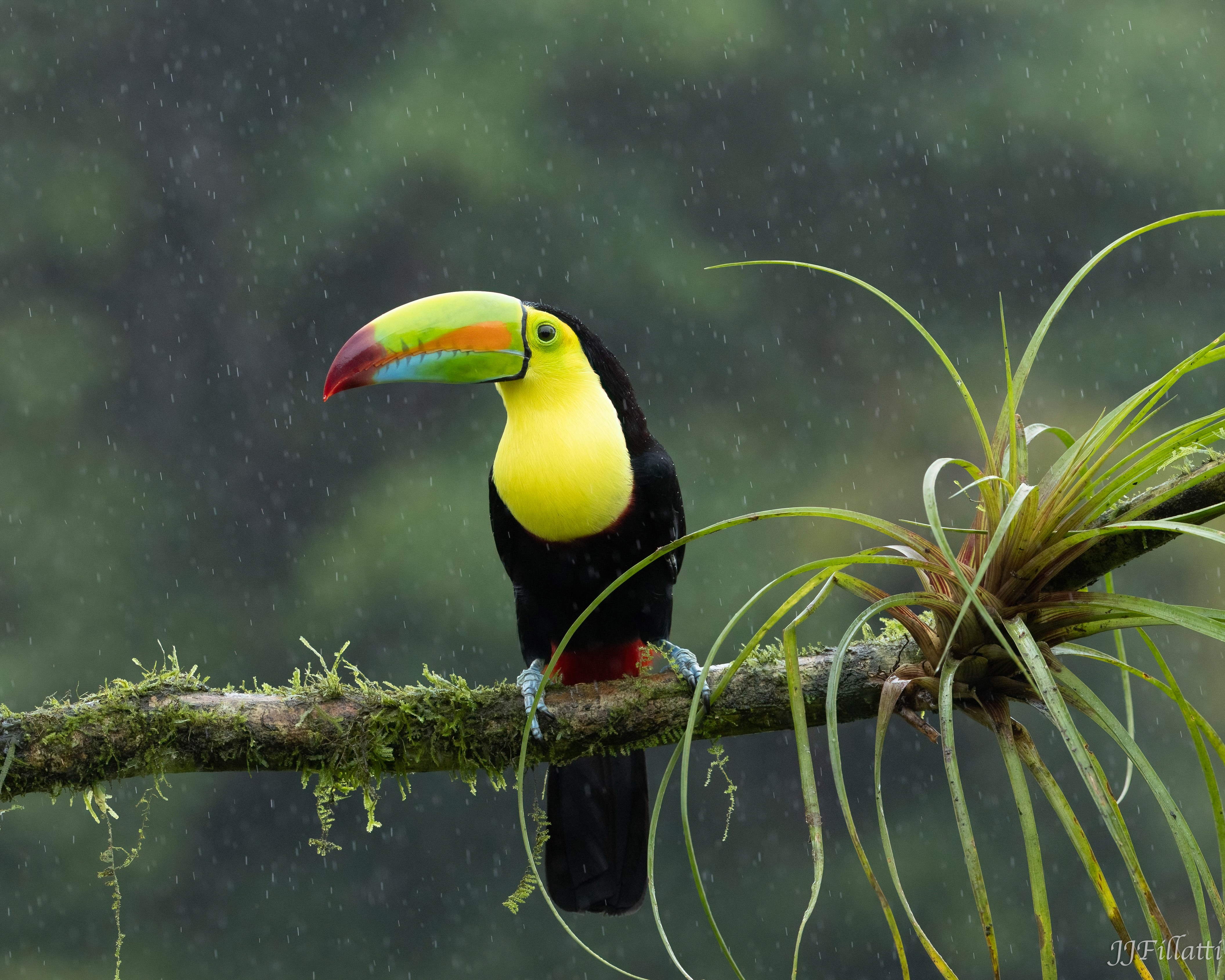 bird of Costa Rica image 14